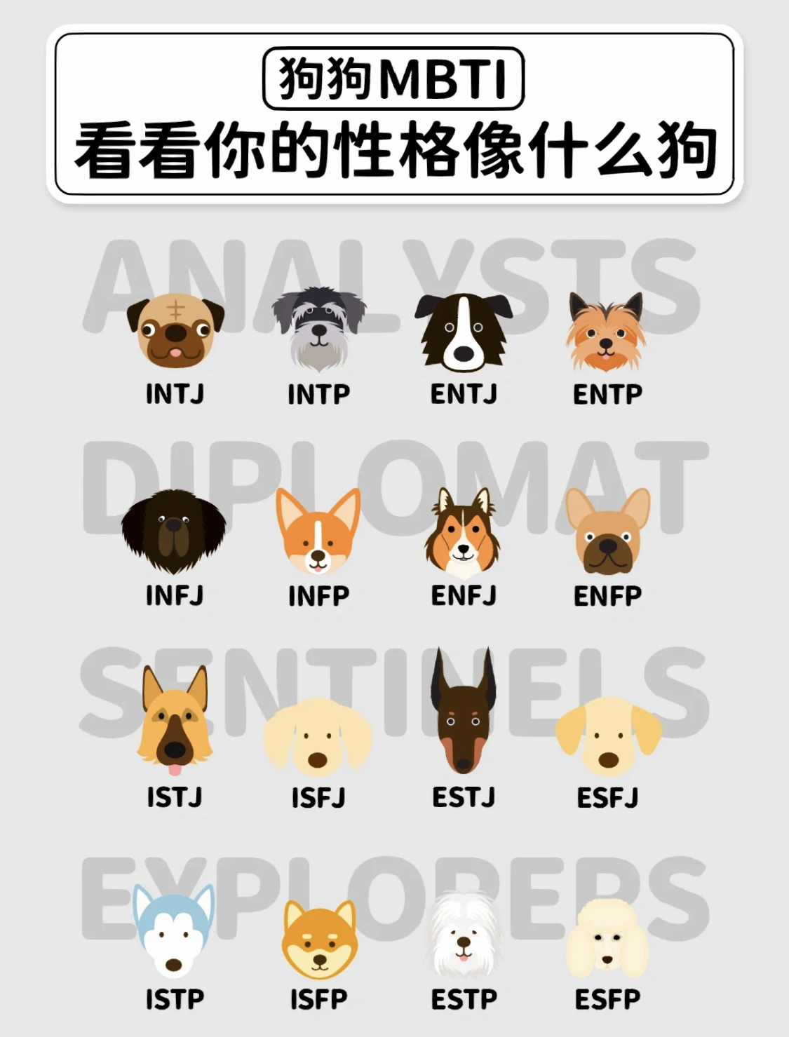 MBTI狗狗版丨看看你的性格像什么狗丨就想看看有多少人是“人间哈士奇”插图